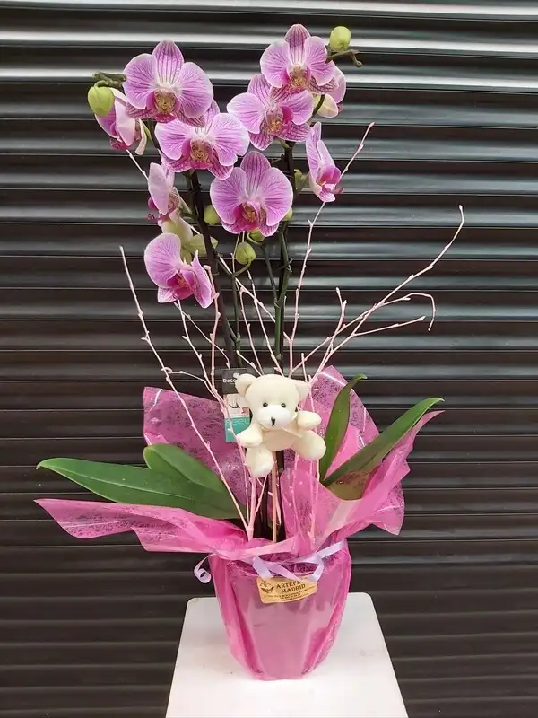orquídeas 2 tallos blanca, morada o Rosa.