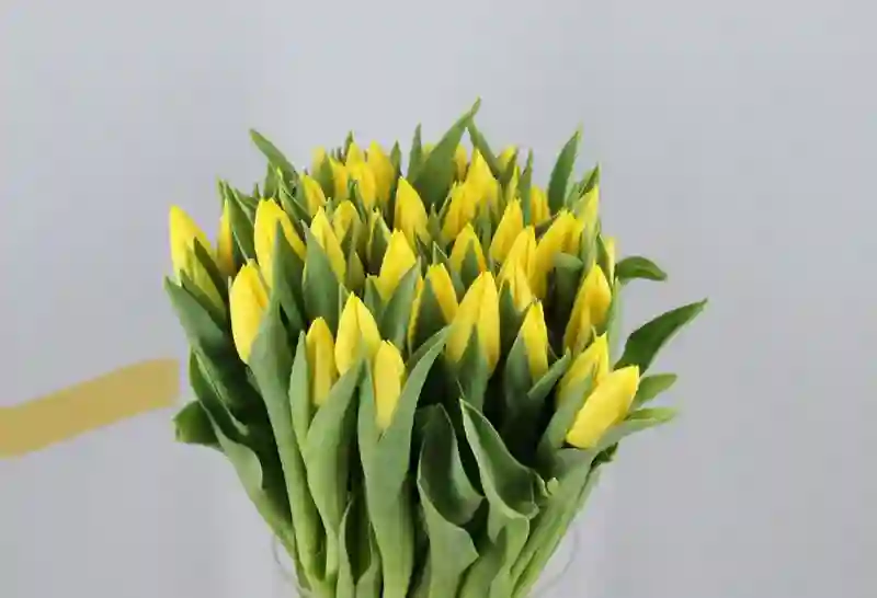 Yellow Tulipanes Holland, home shipping