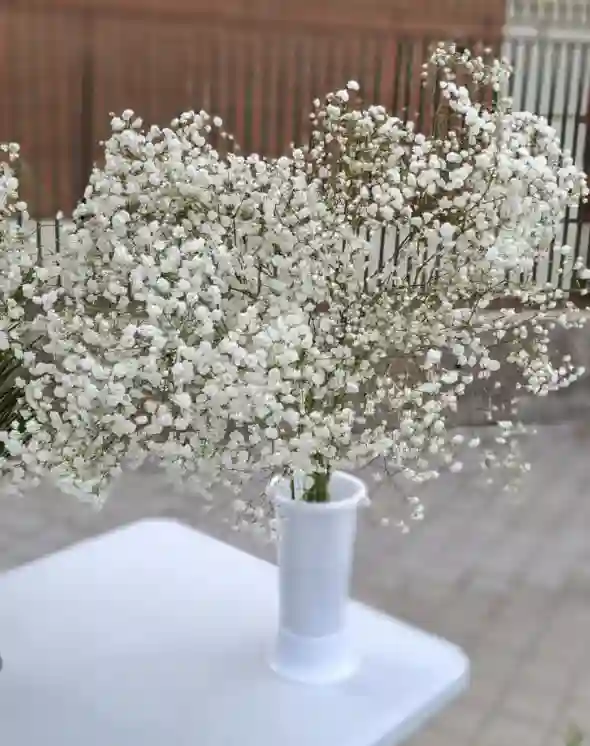 Paniculata Ramo - Grande