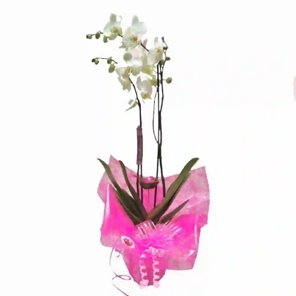 Amazonas Orquídea