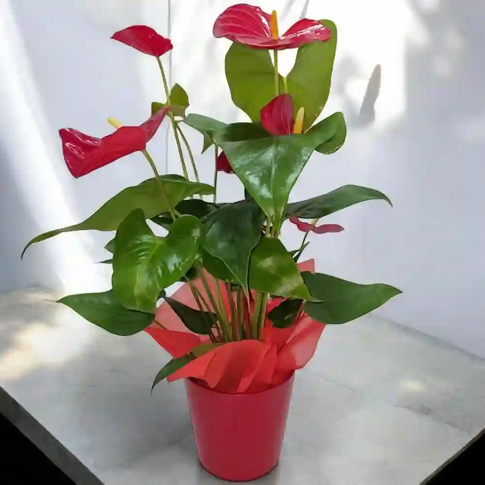 Aurea Anthurium