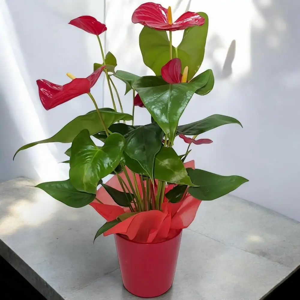 Aurea Anthurium