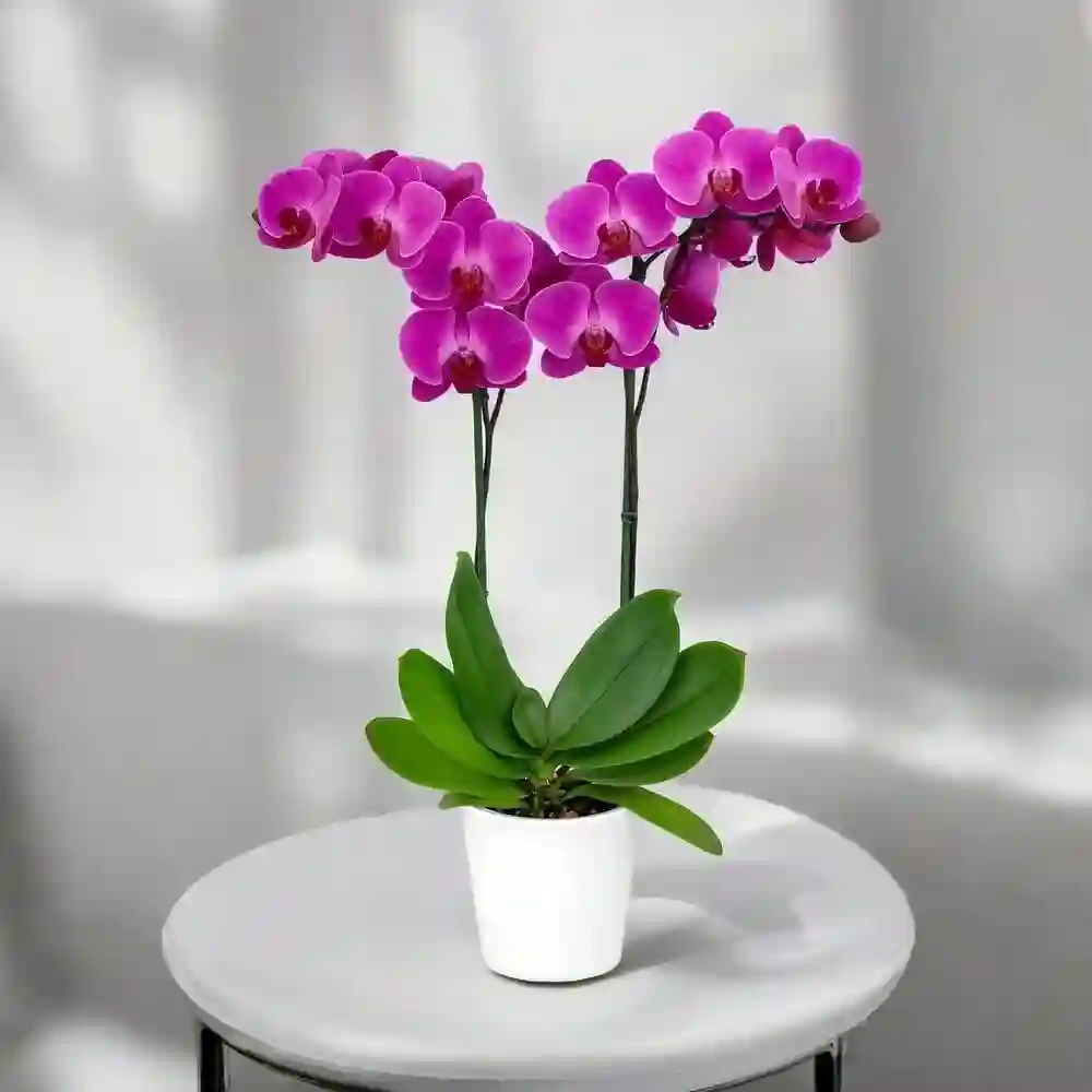 Calatrava Orquídea