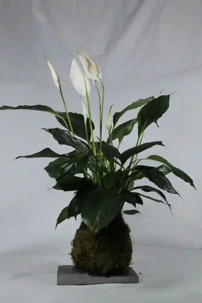 Kokedama Espatifilo