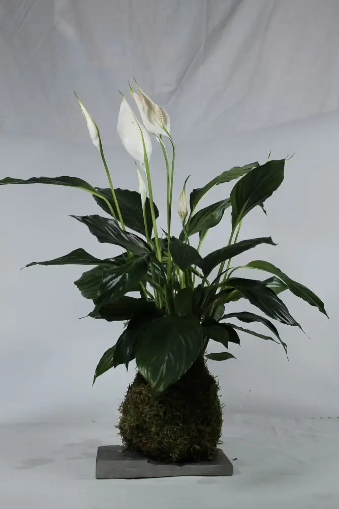Kokedama Espatifilo