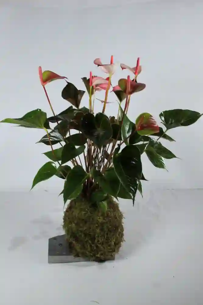 Kakedama Anthurium