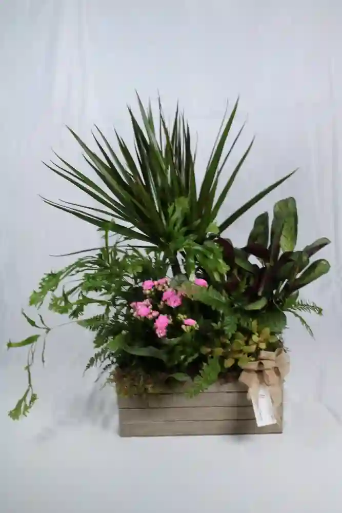 O'Donnell plants