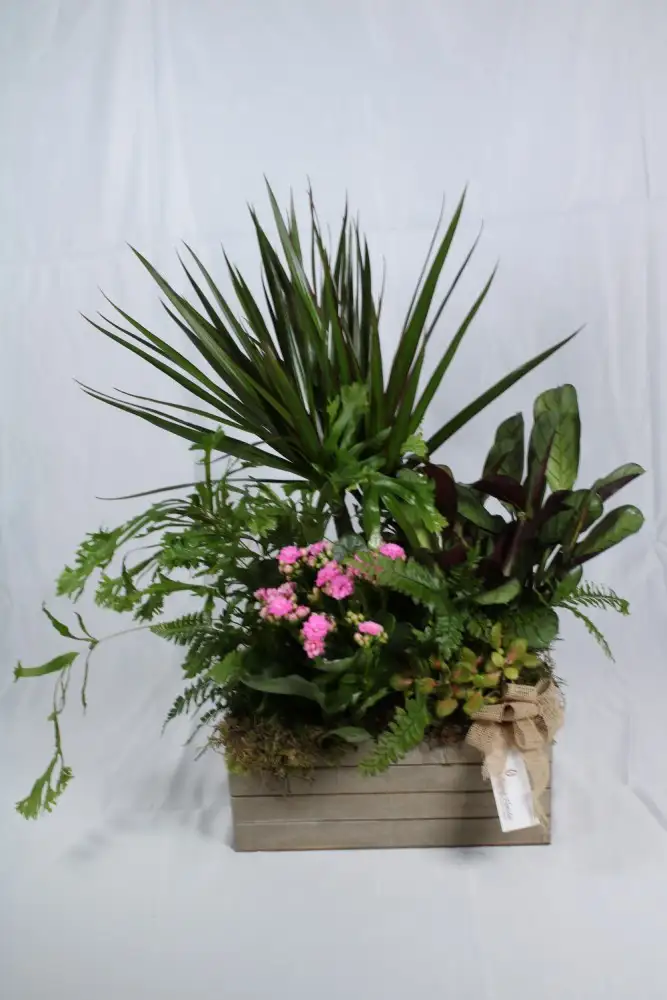 O'Donnell plants