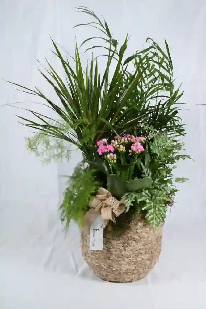 Madrid plants.