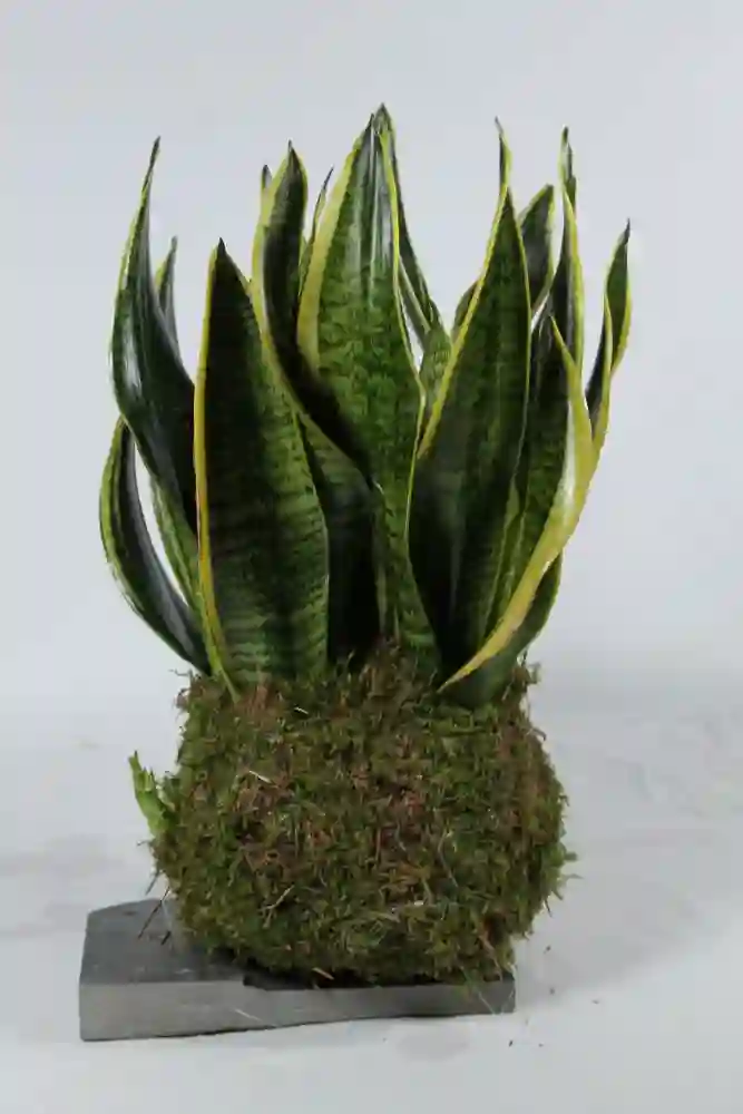 Kakedama Sansavieria