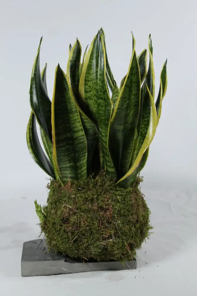 Kakedama Sansavieria