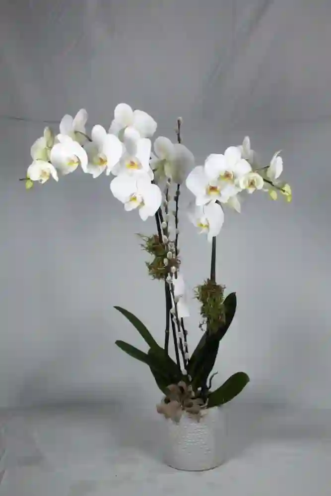Decorated orchid.