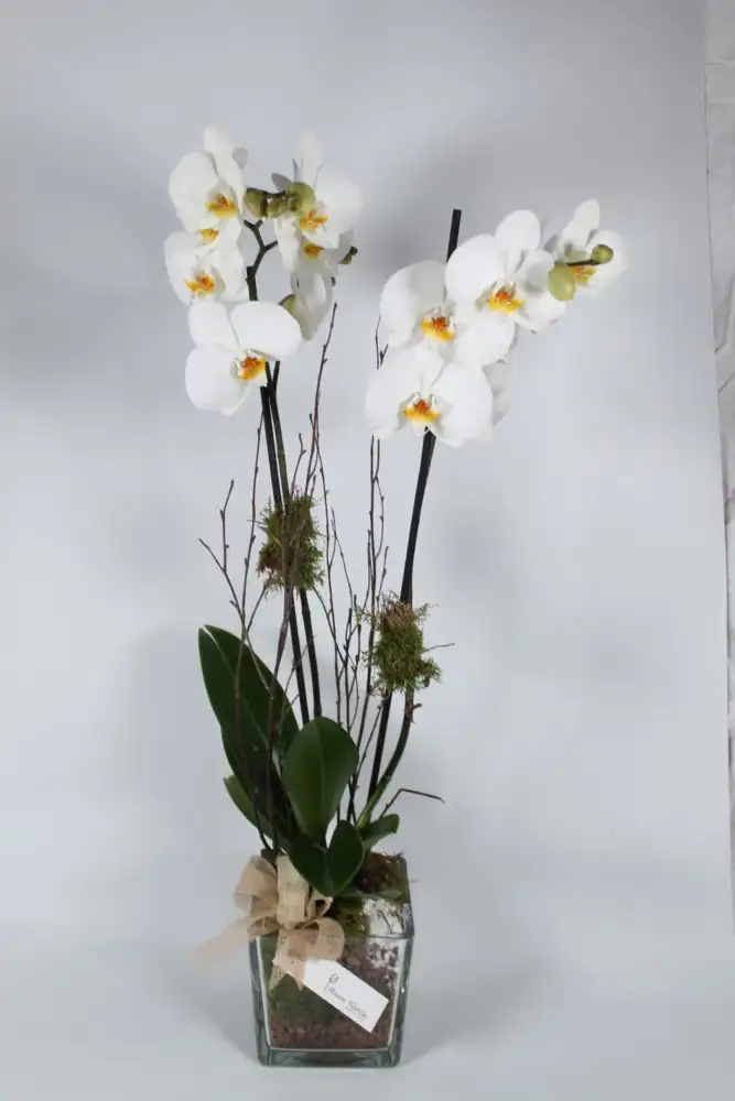 Orchid Madrid