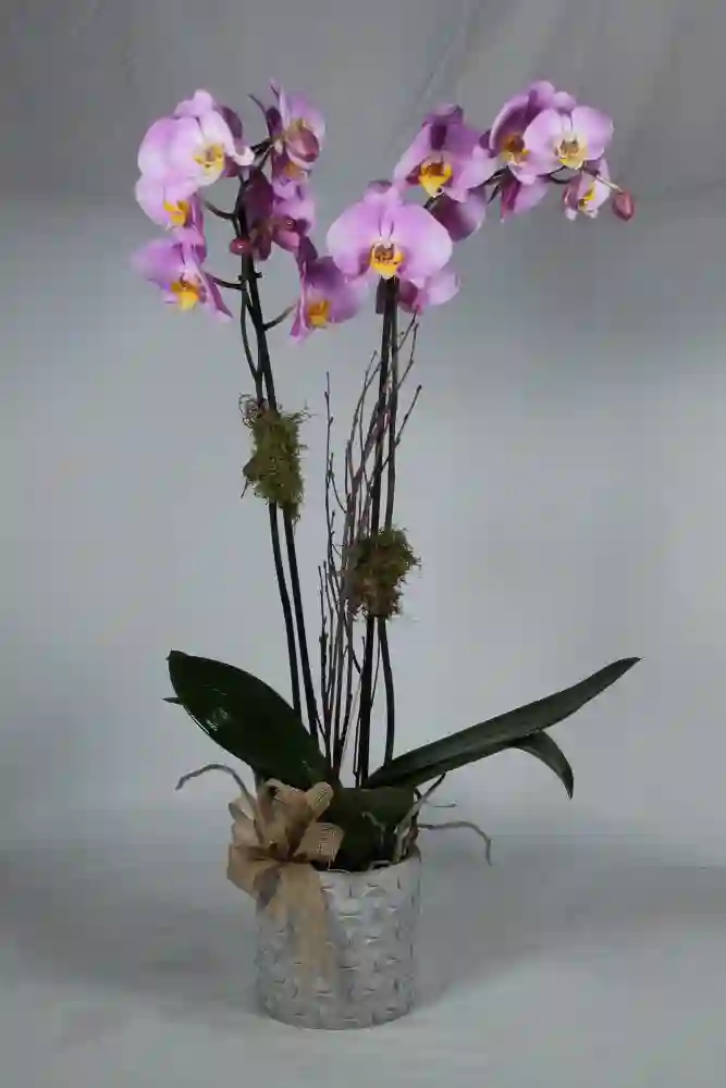 Rose orchid