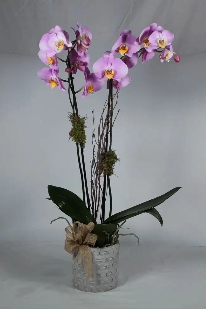 Rose orchid