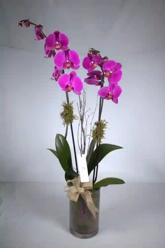 Goya orchid.