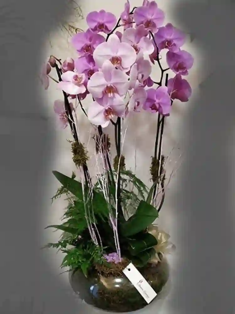 Bicolor Orchid Center.