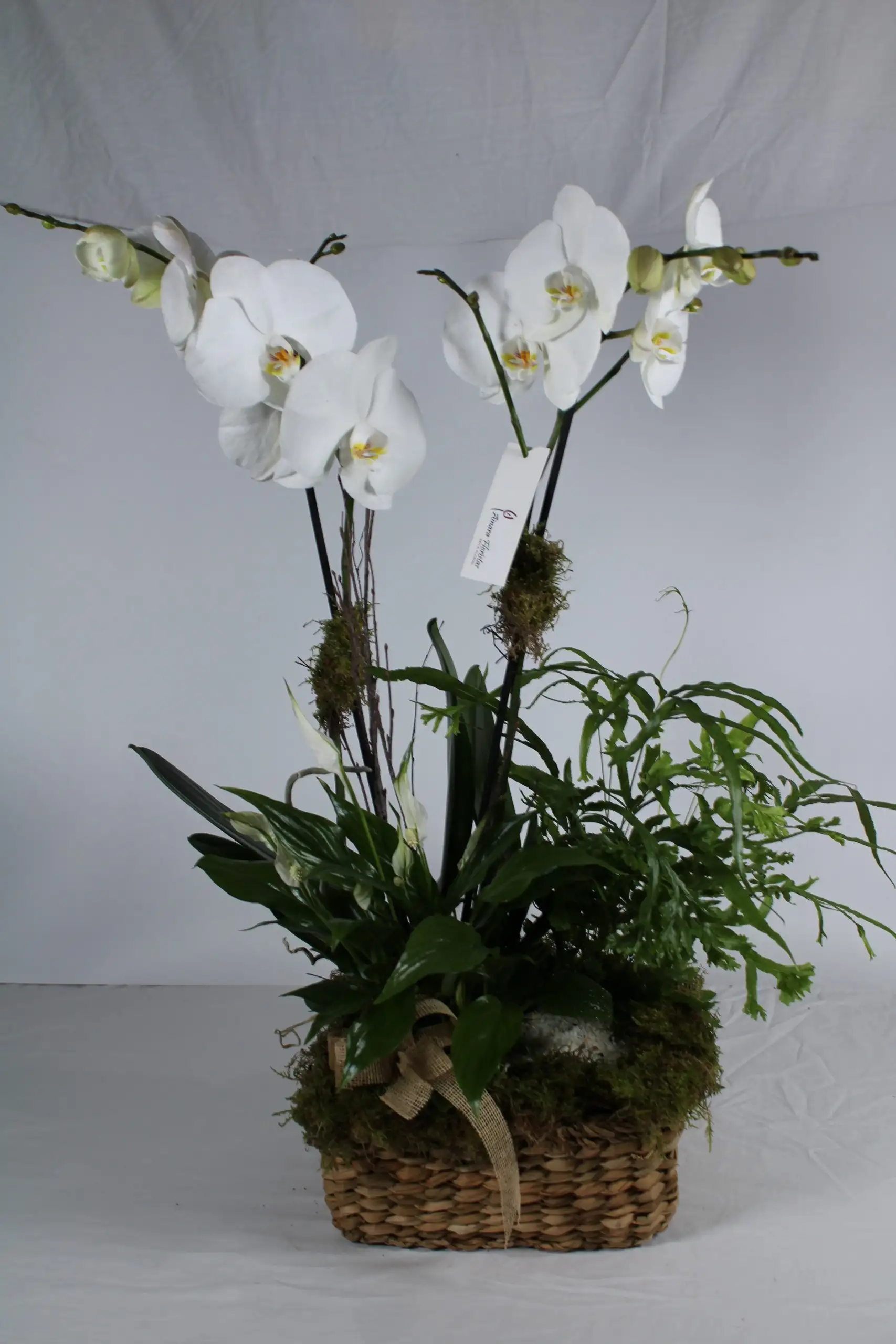 Ainara Orchid Center.
