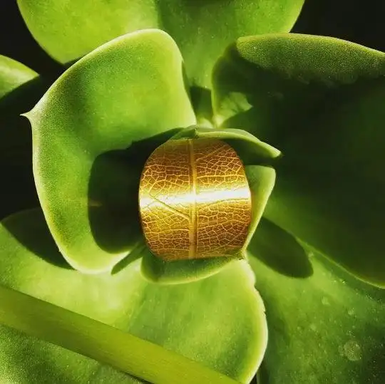 Anillo Hojas - Imagen 7