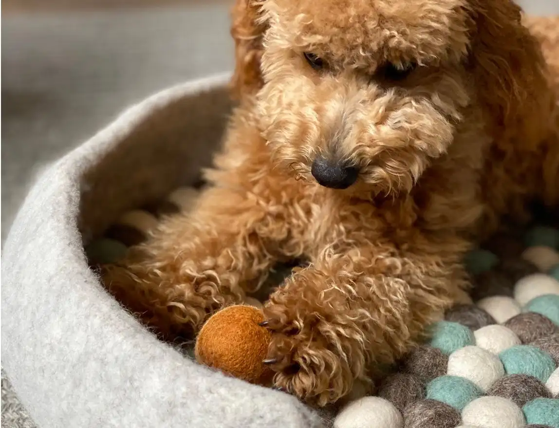 CAMA SIMONA PARA MASCOTAS / MISHUM - Imagen 4