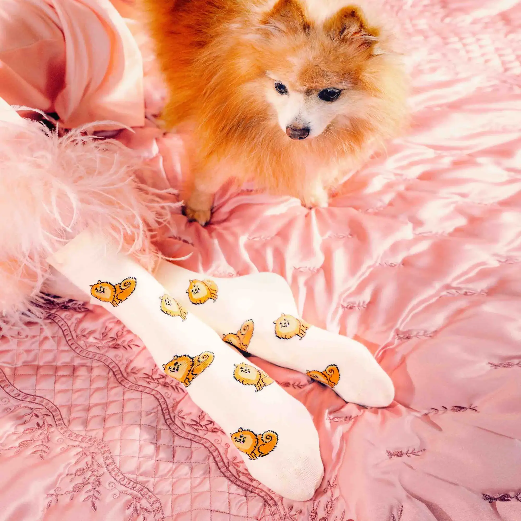 CALCETINES POMERANIAN - Imagen 4