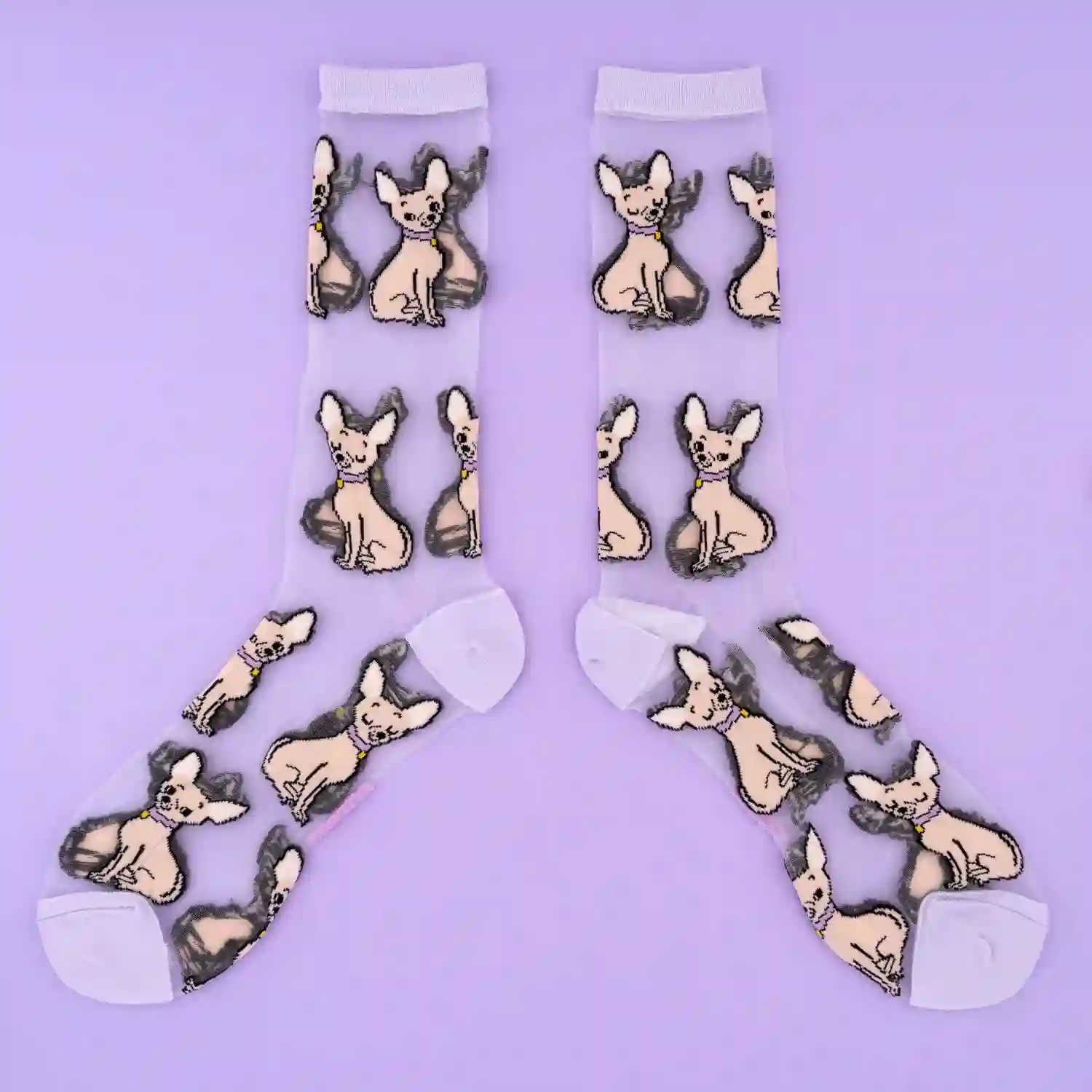 Transparent socks Chihuahua