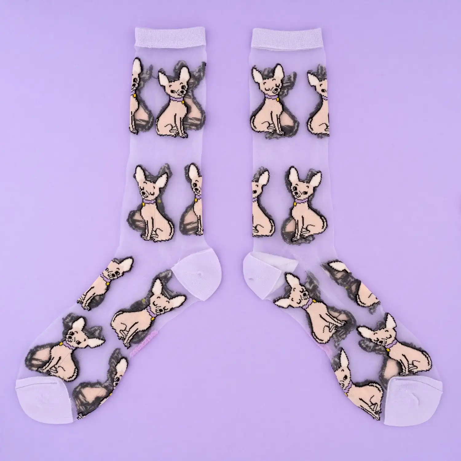 Transparent socks Chihuahua