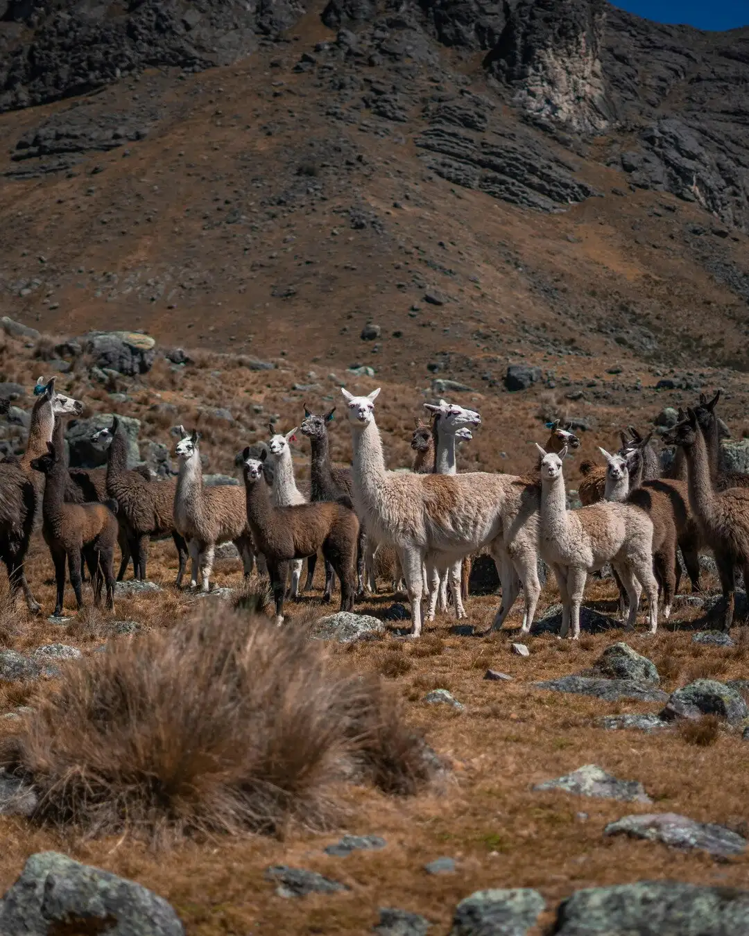 Cojín blanco de lana de alpaca - Imagen 6