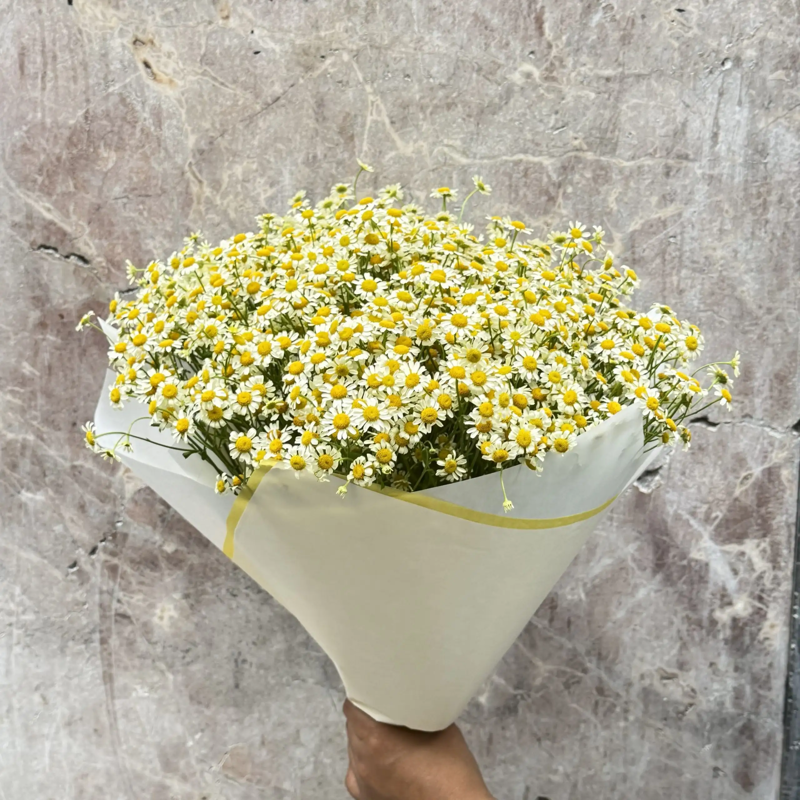Ramo de Tanacetum