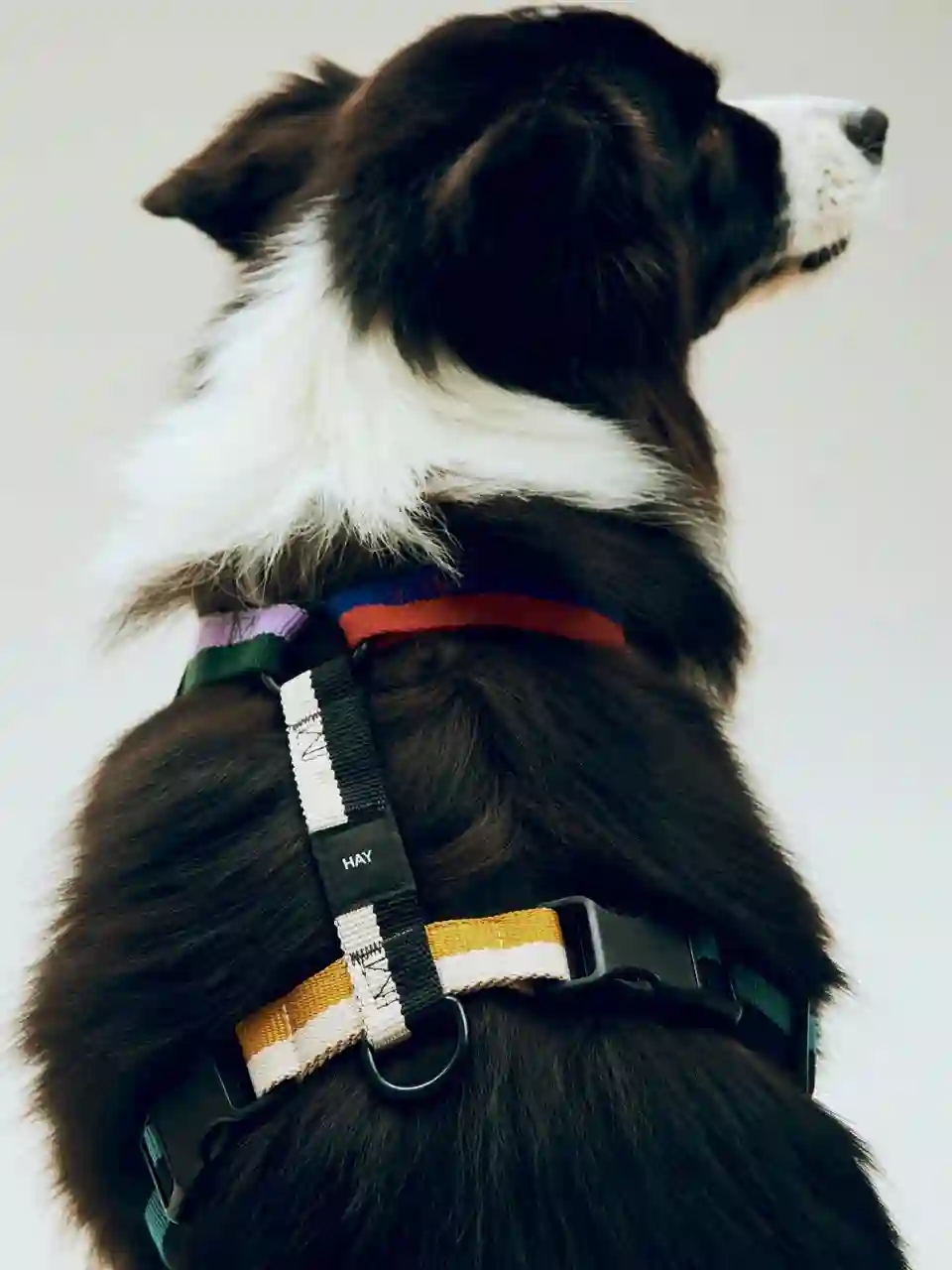 Dogs Harness