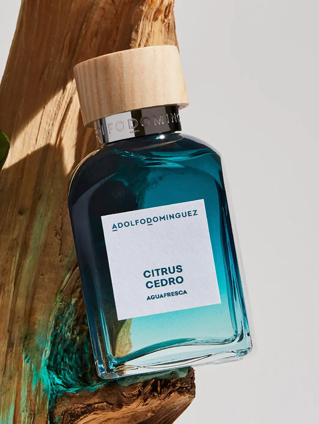 Citrus cedro - Image 3
