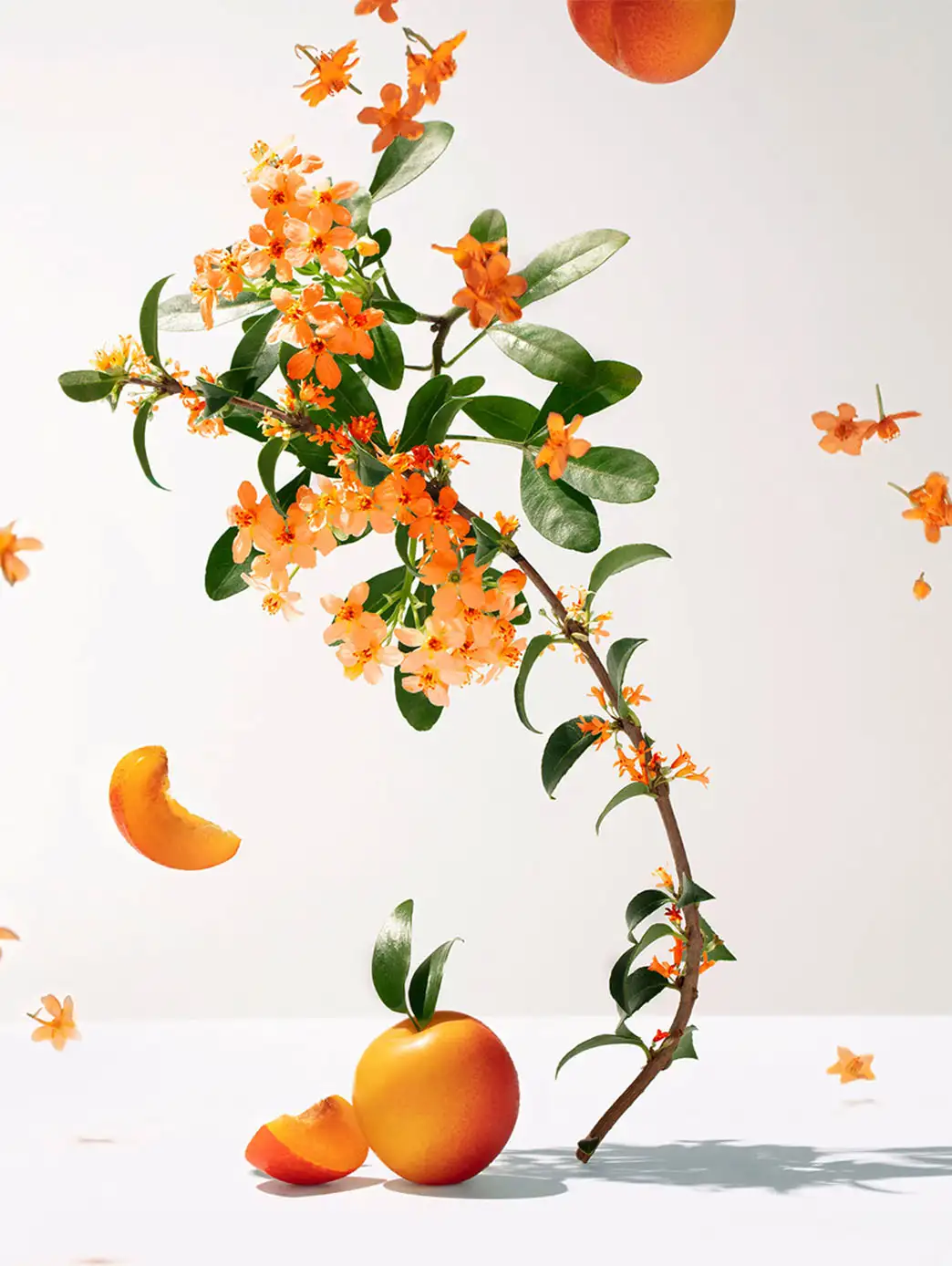 Fleur D'Osmanthus - Imagen 8