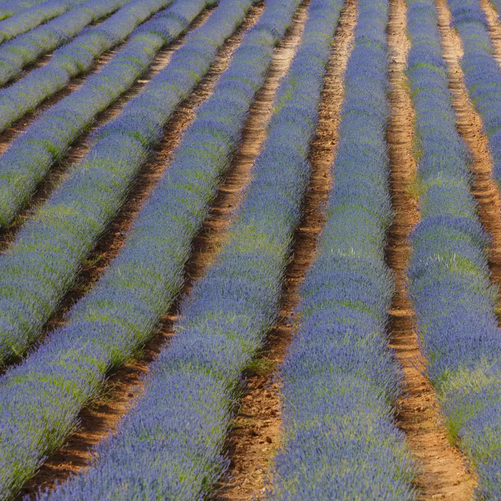 Jabón natural líquido con Lavanda orgánica y Aceite de Oliva Bio - Nº 150 - Imagen 2