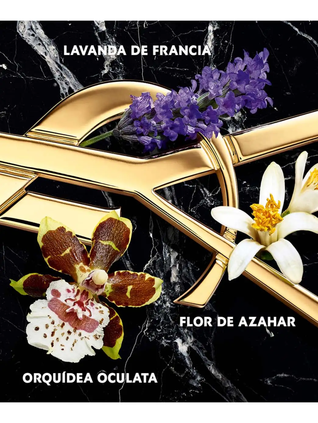 Libre Intense - Imagen 3