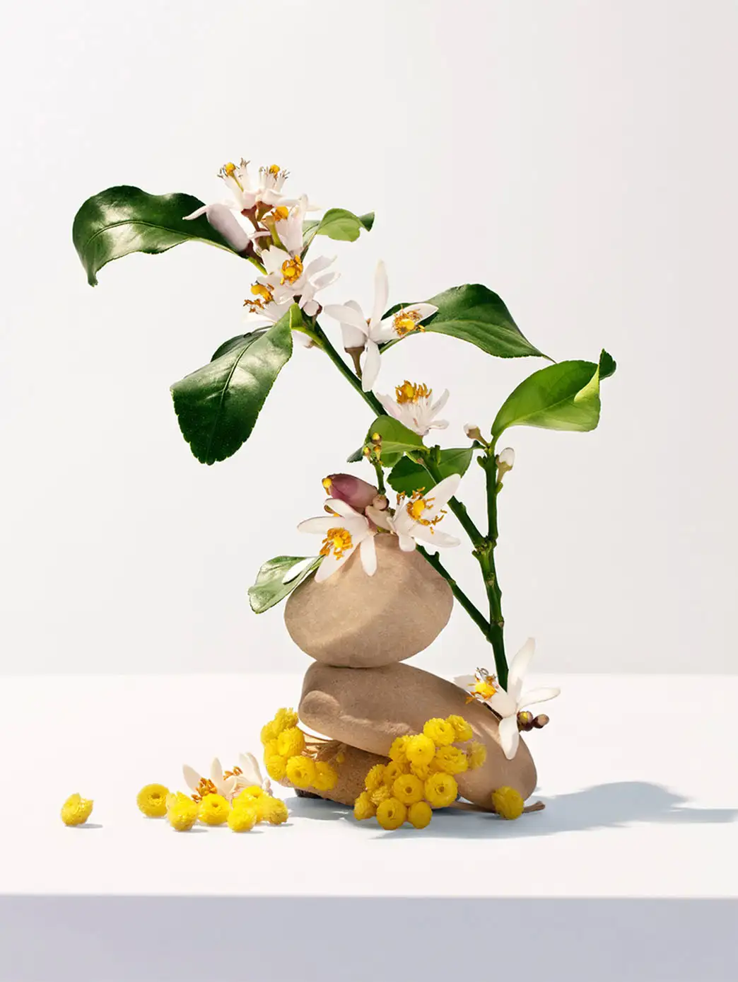 Neroli - Image 3