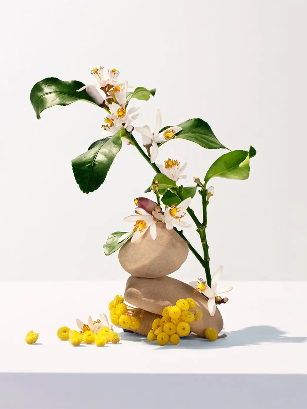 Neroli - Image 7