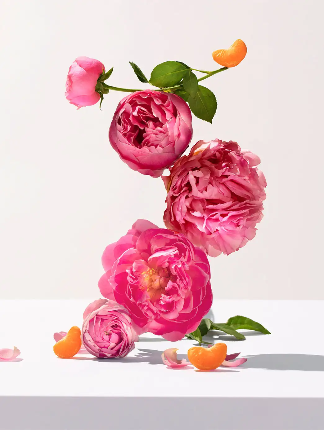 Rose - Imagen 8