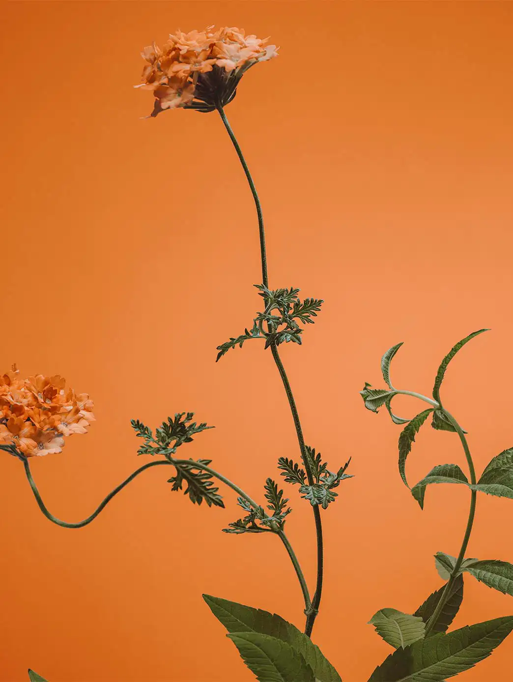 Verbena Limited Edition Mujer - Imagen 7