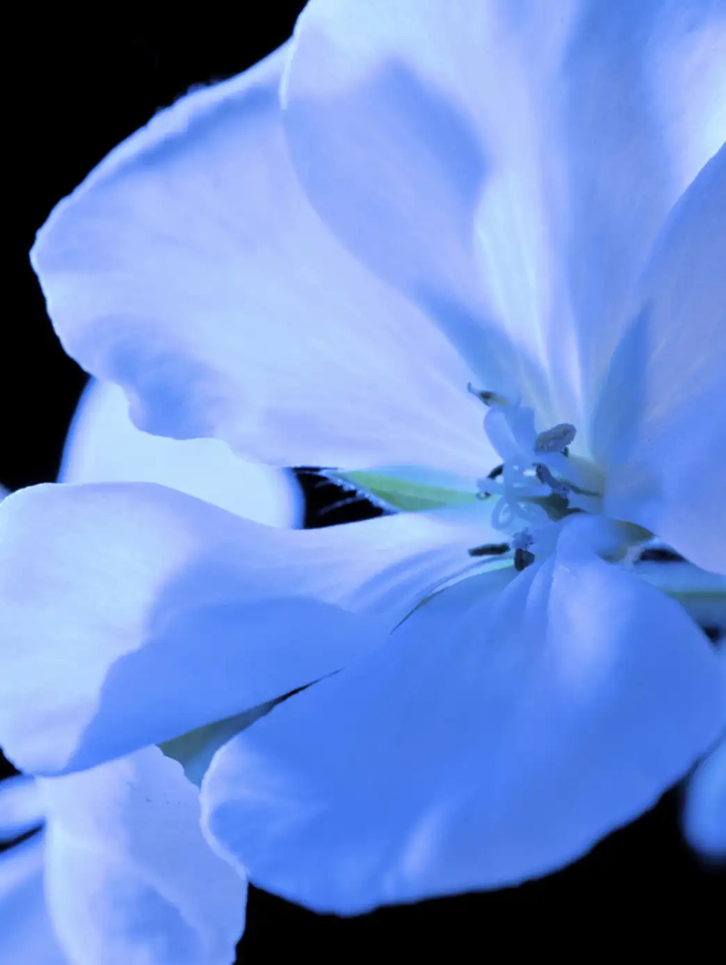 Y Men - Imagen 35