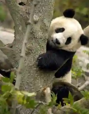 Panda Spirit