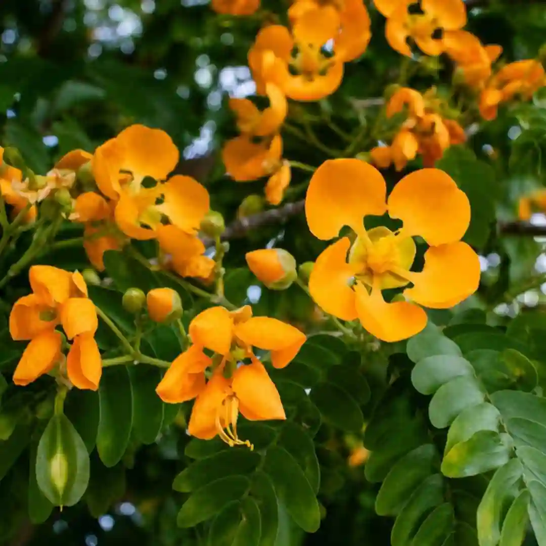 Mikado Amber Flower 250ml