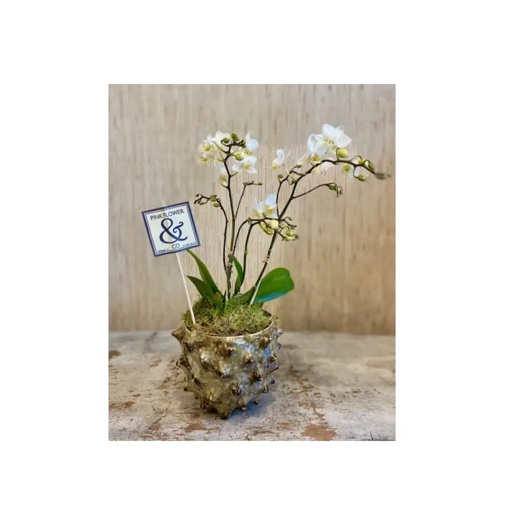 Orquídea