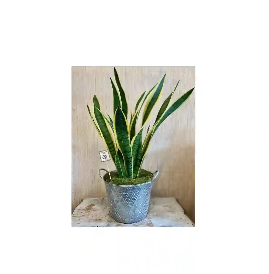 Sansevieria
