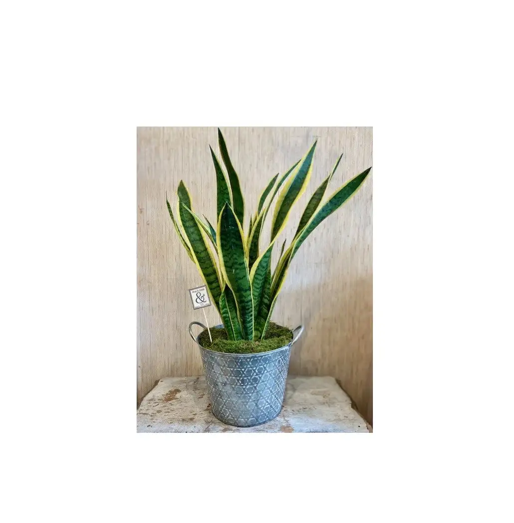 Sansevieria
