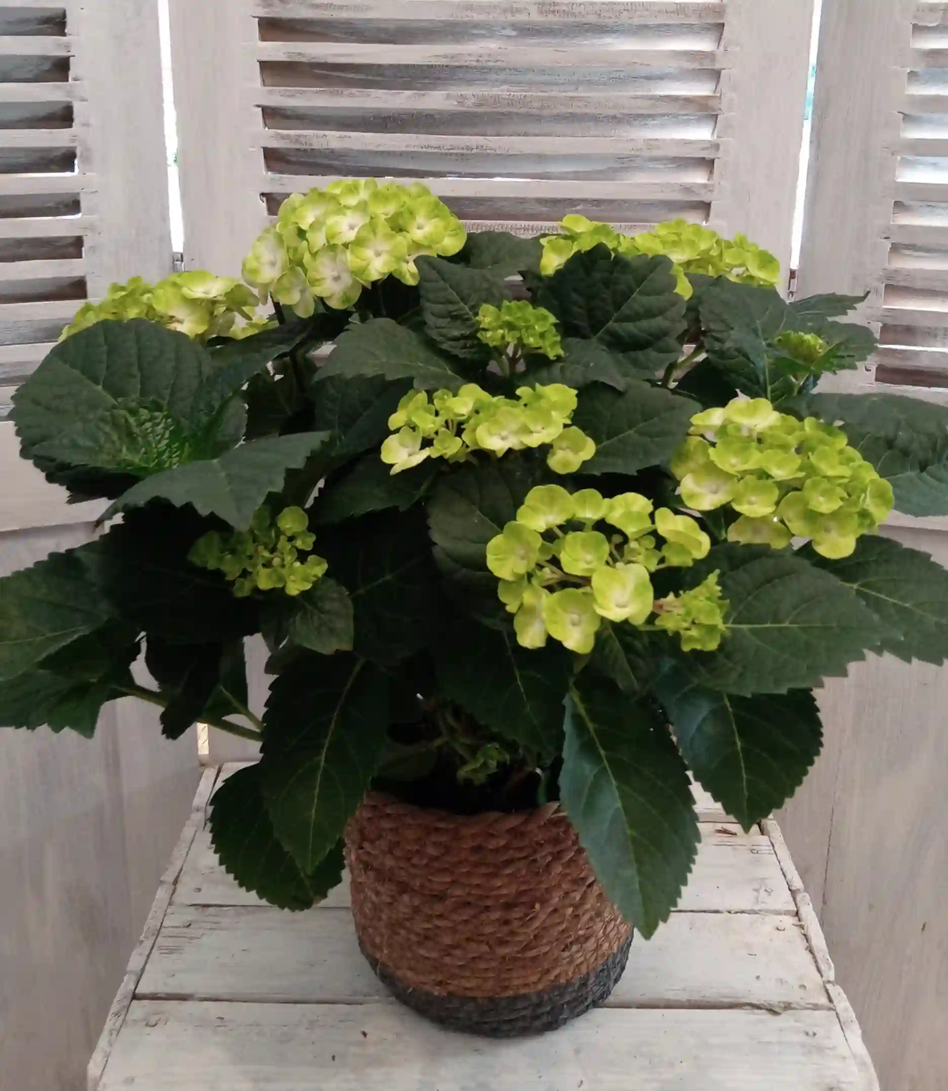 Hortensia en Cesto