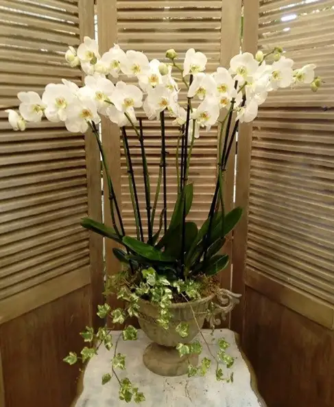 Centro de Orquídeas