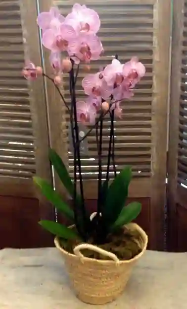Orquídea 3 varas con cesto