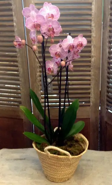 Orquídea 3 varas con cesto