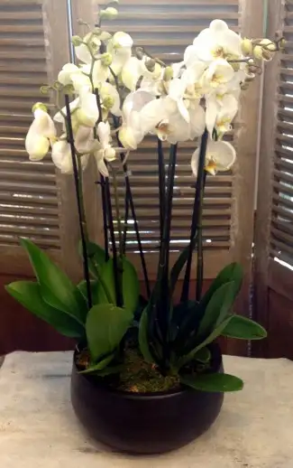 Centro de Orquídeas