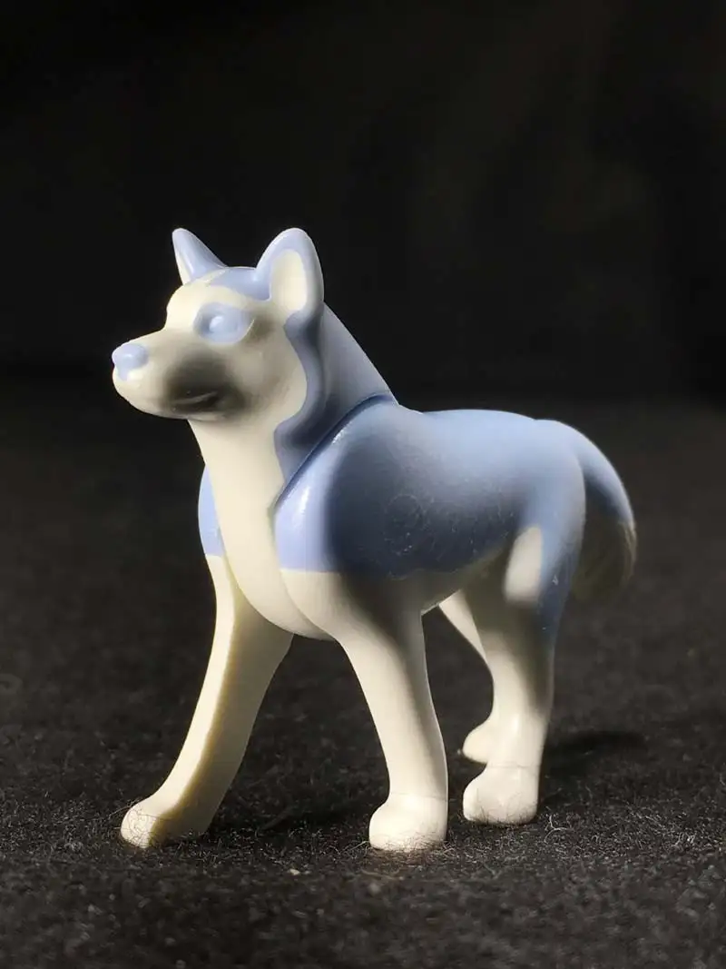 A_0309 White Husky/blue blue